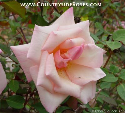 'G. Nabonnand (Tea, Nabonnand 1888)' rose, click to enlarge 'G. Nabonnand (Tea, Nabonnand 1888)' rose photo