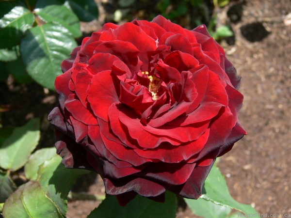 'Black Lady ®' rose photo