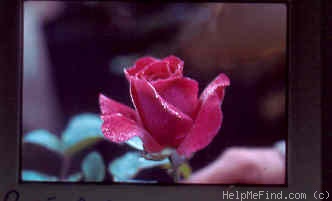 'Twilight Secret ™' rose photo