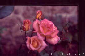 'Coffee Country ™' rose photo