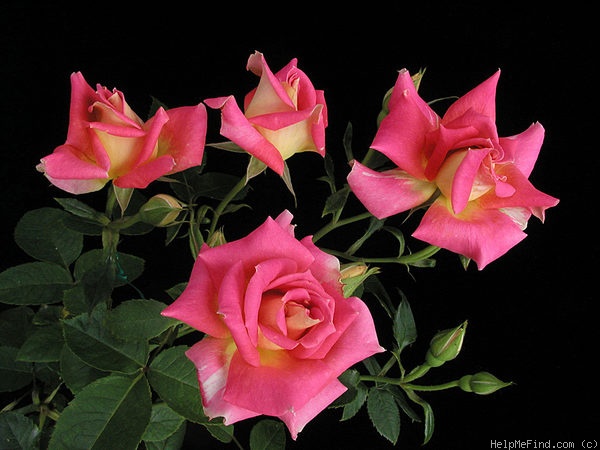 'Michael Mander' rose photo