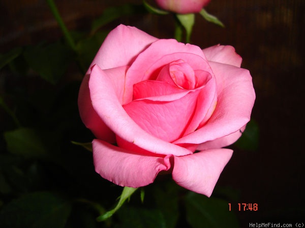 'Eliza (hybrid tea, Kordes 1994)' rose photo