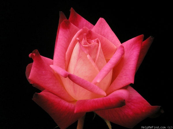 'Mariam Ismailjee' rose photo