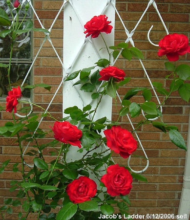 'Jacob's Ladder' rose photo