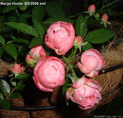 'Margo Koster' rose photo