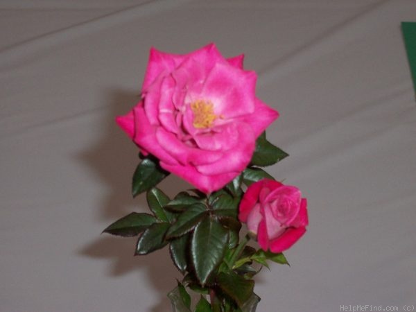'Miss Paula' rose photo
