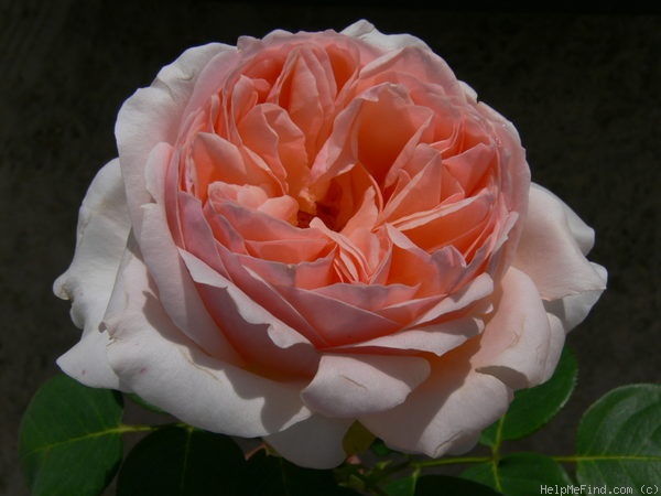 'Antico Amore ®' rose photo