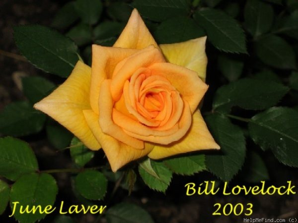 'June Laver' rose photo