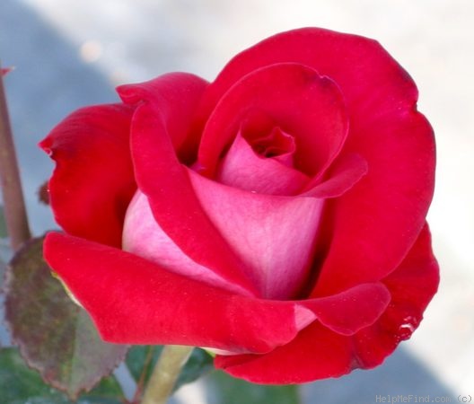 'Ronald Reagan ™' rose photo