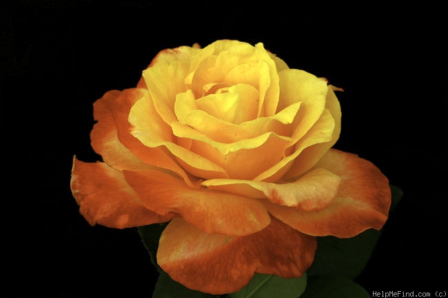 'Rose of Narromine' rose photo