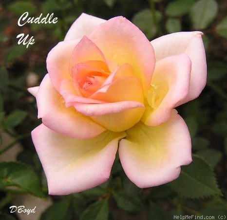'Cuddle Up' rose photo