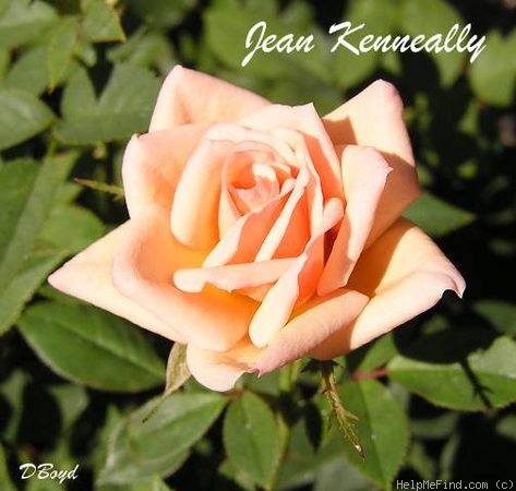 'Jean Kenneally' rose photo