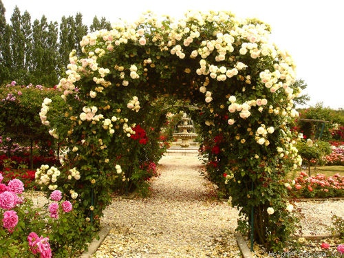 'Pierre de Ronsard ®' rose, click to enlarge 'Pierre de Ronsard ®' rose photo