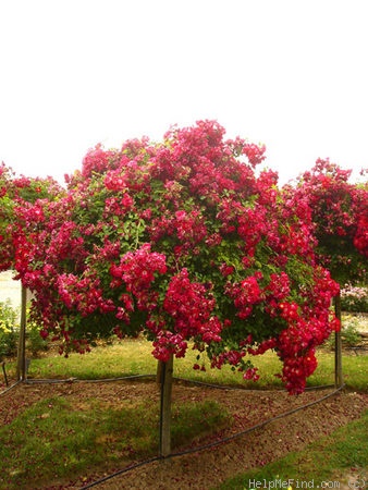 'Rouge Meillandécor ®' rose photo