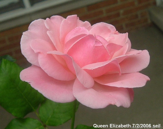 'Queen Elizabeth (Hybrid Tea, Lammerts before 1951)' rose photo