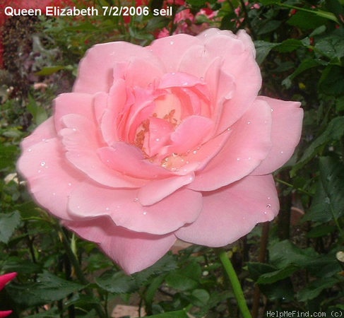 'Queen Elizabeth (Hybrid Tea, Lammerts before 1951)' rose photo