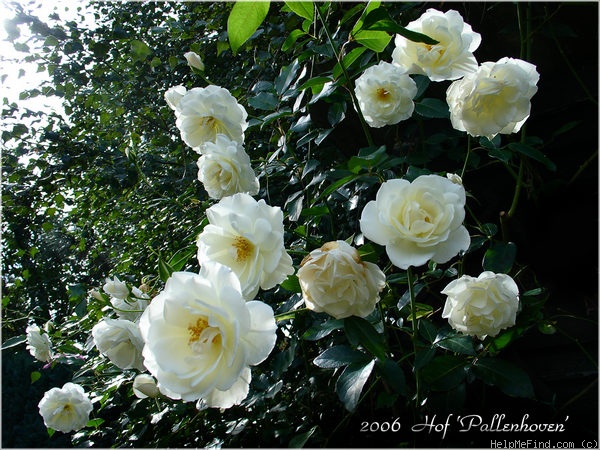 'Iceberg, Cl.' rose photo