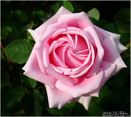 'Frederic Mistral ®' rose photo
