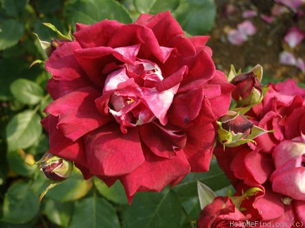 'David Leek' rose photo