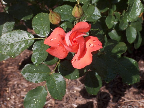 'Marmalade Skies ™' rose photo