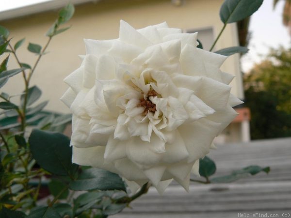 'Star Dust ™(Hybrid Bracteata, Moore, 2001)' rose photo