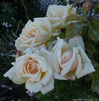 'Diamond Jubilee (hybrid tea, Boerner, 1947)' rose photo