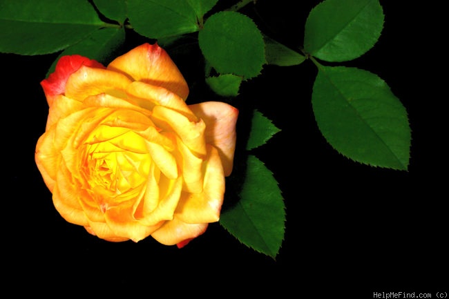 'Chameleon Rose (shrub, Welsh)' rose photo