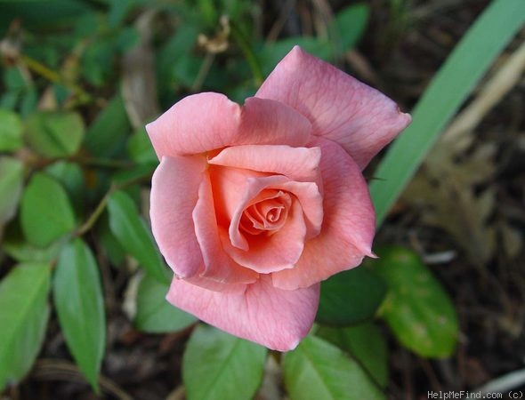 'Cupid's Charm' rose photo