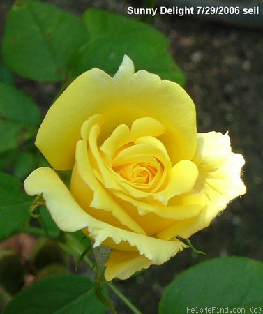 'Sunny Delight' rose photo