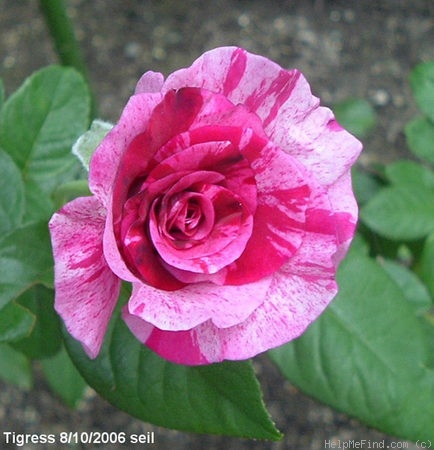 'Tigress ™ (grandiflora, Zary 2005)' rose photo