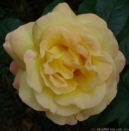 'Gloria Dei' rose photo