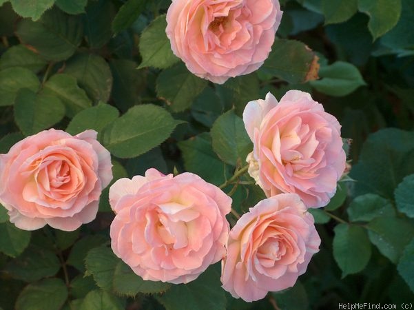 'Flirtatious ™' rose photo
