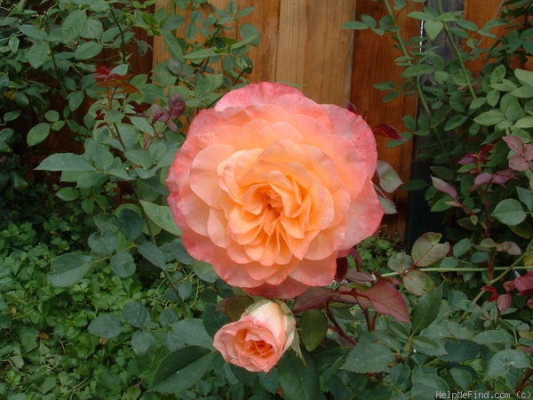 'Laura (shrub, Clements, 2002)' rose photo