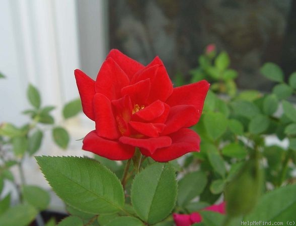 'Jim Dandy' rose photo