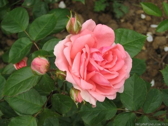 'Kimono ®' rose photo