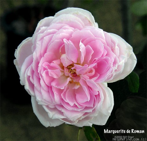 'Marguerite de Roman' rose photo