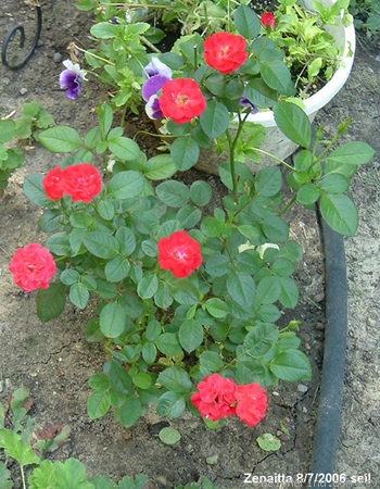 'Zenaitta' rose photo