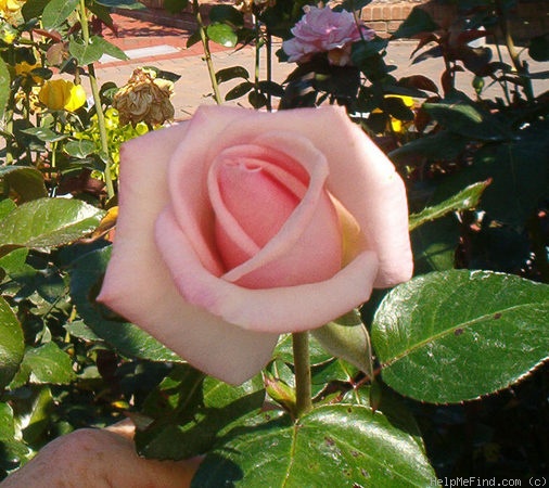 'Royal Highness' rose photo
