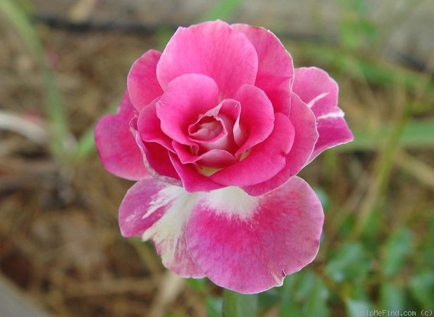 'Regensberg (floribunda, McGredy 1973)' rose photo