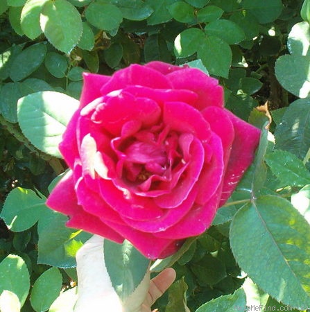 'Chrysler Imperial (Hybrid Tea, Lammerts, 1952)' rose photo