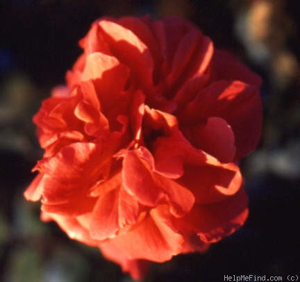 'Agatha Christie (climber, Kordes, 1988)' rose photo