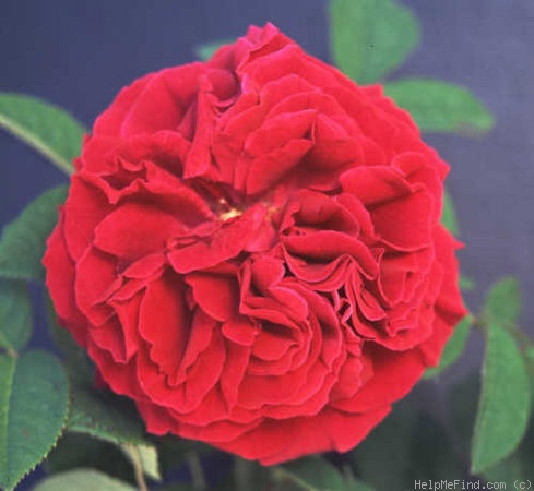 'Barthélemy Joubert' rose photo