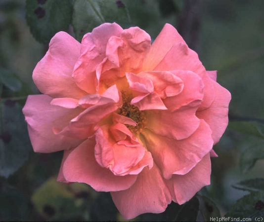 'Coralie (climber, Paul, 1919)' rose photo