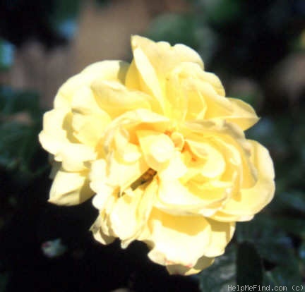 'Honeypot' rose photo