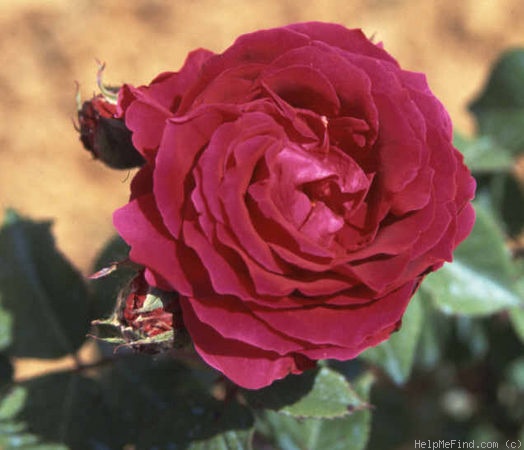 'Marshall P. Wilder (hybrid perpetual, Ellwanger, 1885)' rose photo