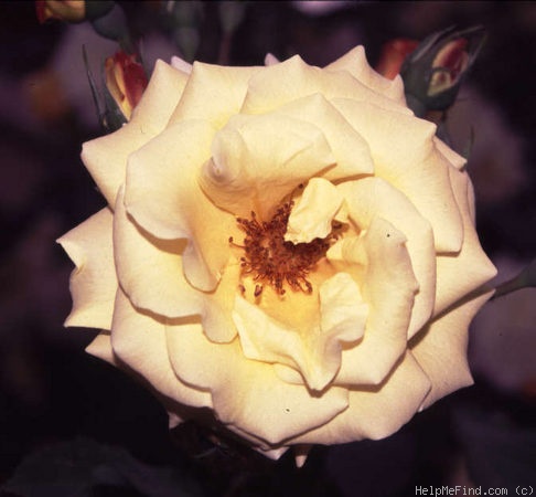 'Morgensonne' rose photo