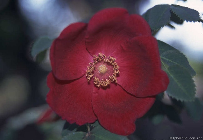 '<i>Rosa</i> x <i>pruhoniciana</i>' rose photo