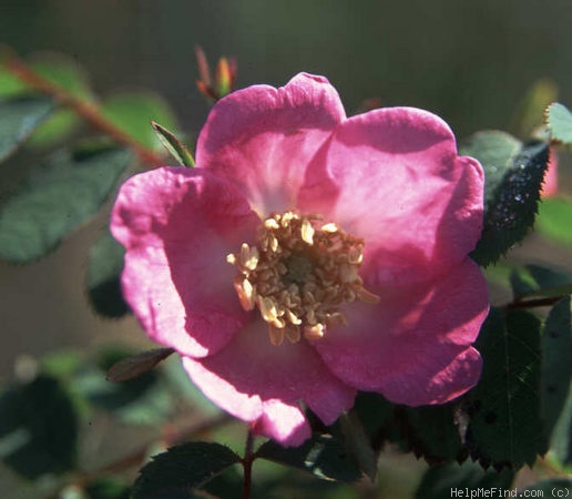 '<i>Rosa bella</i> Rehder & E.H.Wilson' rose photo