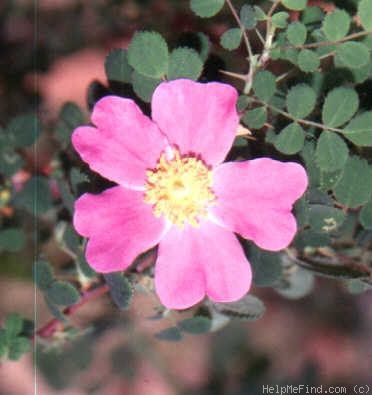 '<i>Rosa latibracteata</i> Boulenger Synonym' rose photo