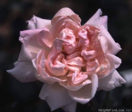 'Sisi Ketten (polyantha, Ketten, 1900)' rose photo